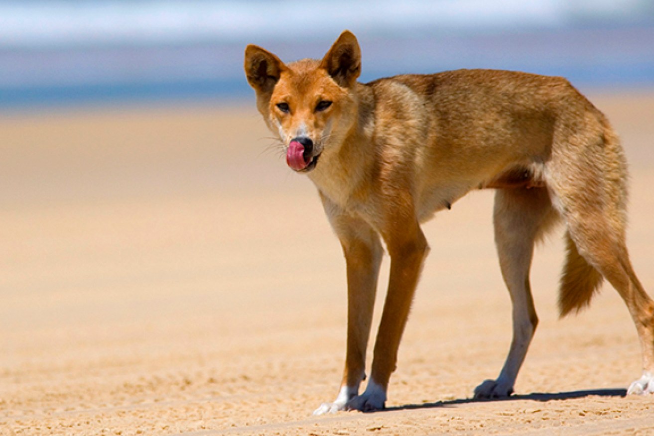 Authorities stress that Fraser Island's dingoes are wild animals and will attack when provoked.