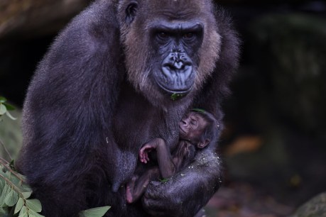 Baby gorilla makes debut at Taronga Zoo