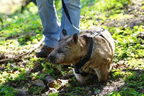 Daily walk keeps wombats fit at Rockhampton Zoo
