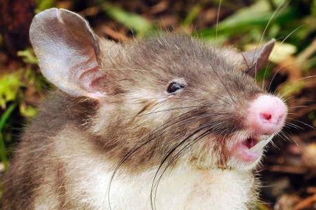 Scientists discover new rat species in Indonesia