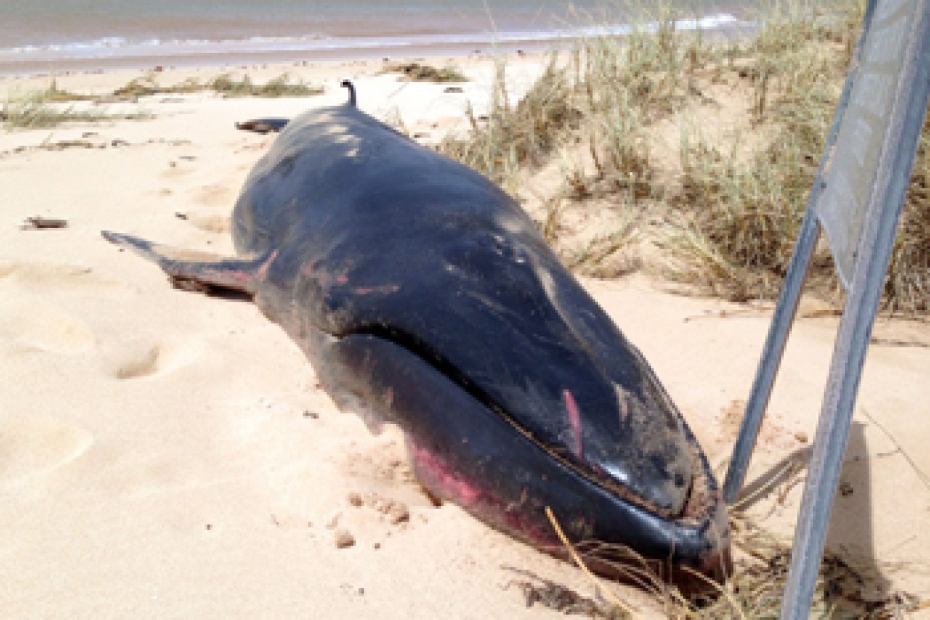 A dead Omura washed up earlier this year in Exmouth, WA. Photo: AAP