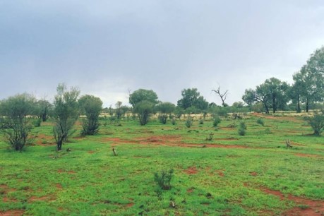 Rain in Red Centre turns outback to green
