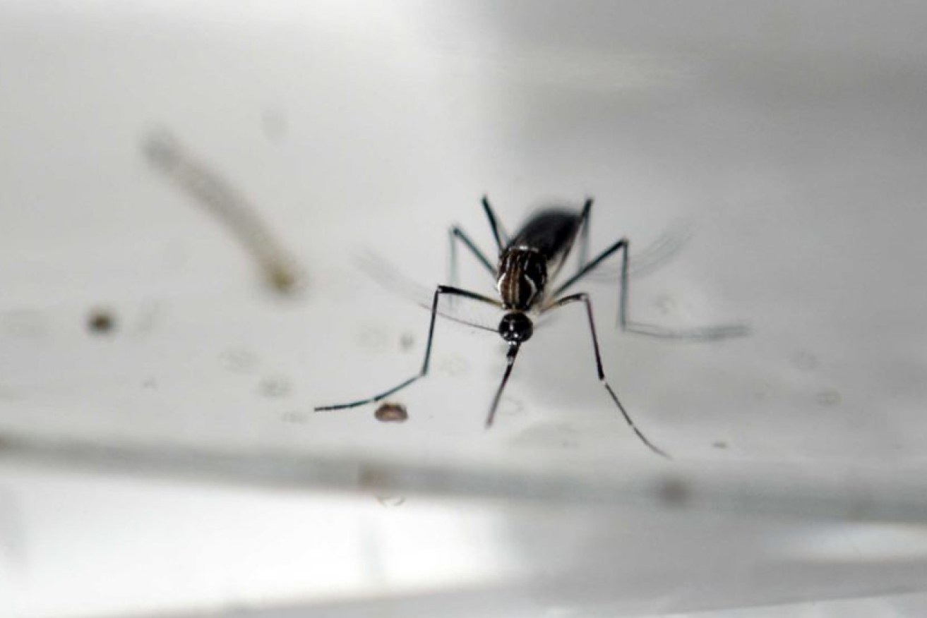 A mosquito that carries the Zika virus. 