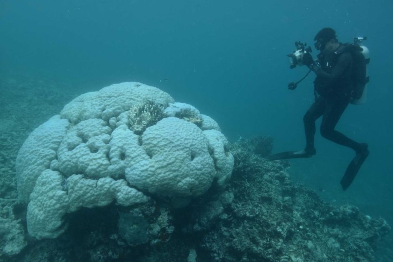 Supplied: Coral Watch, University of Queensland