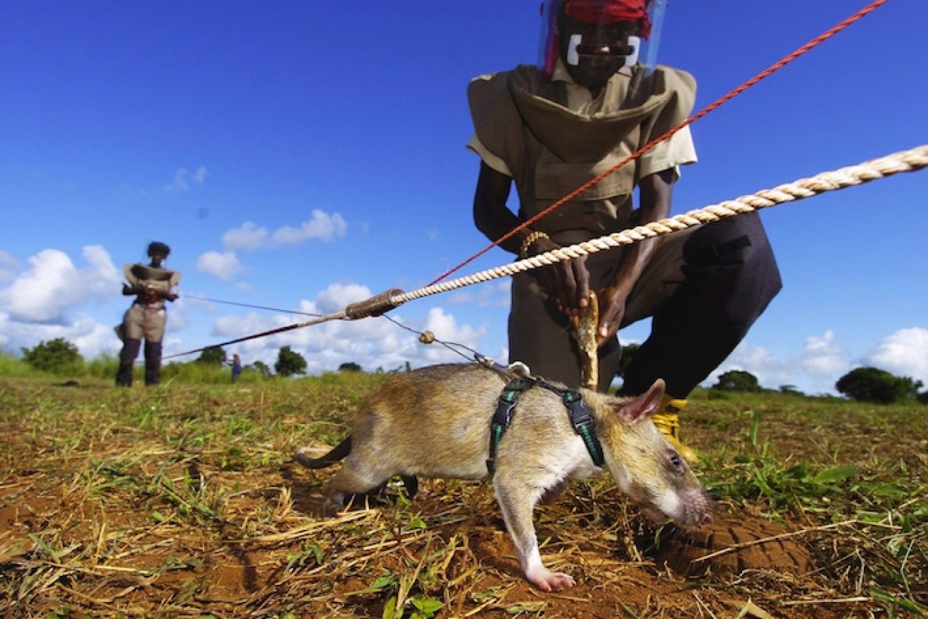 A landmine detector rat in Mozambique. Photo: Getty