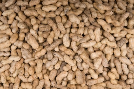 Allergy-free peanuts cracked by scientists