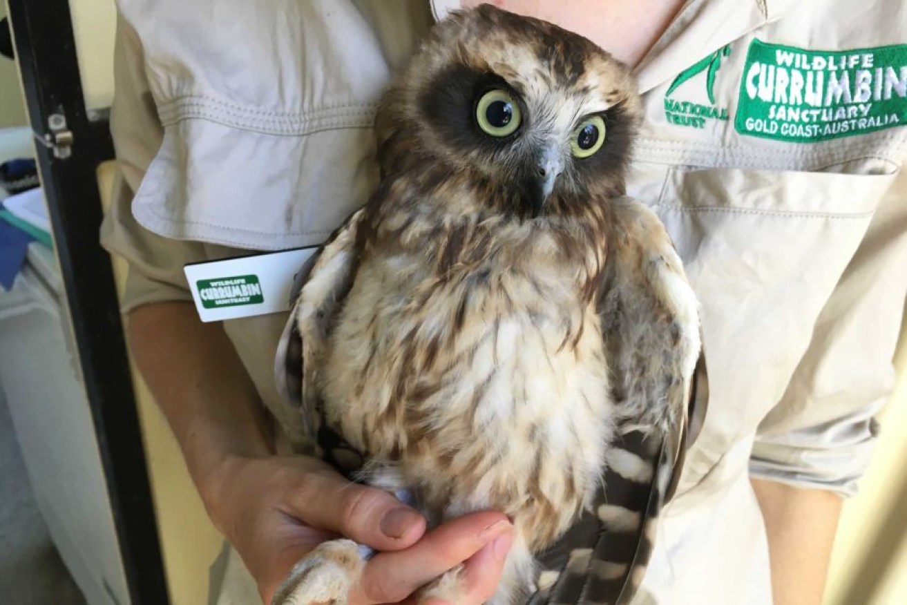 The orphaned boobook owls are usually between six and eight weeks old when found.