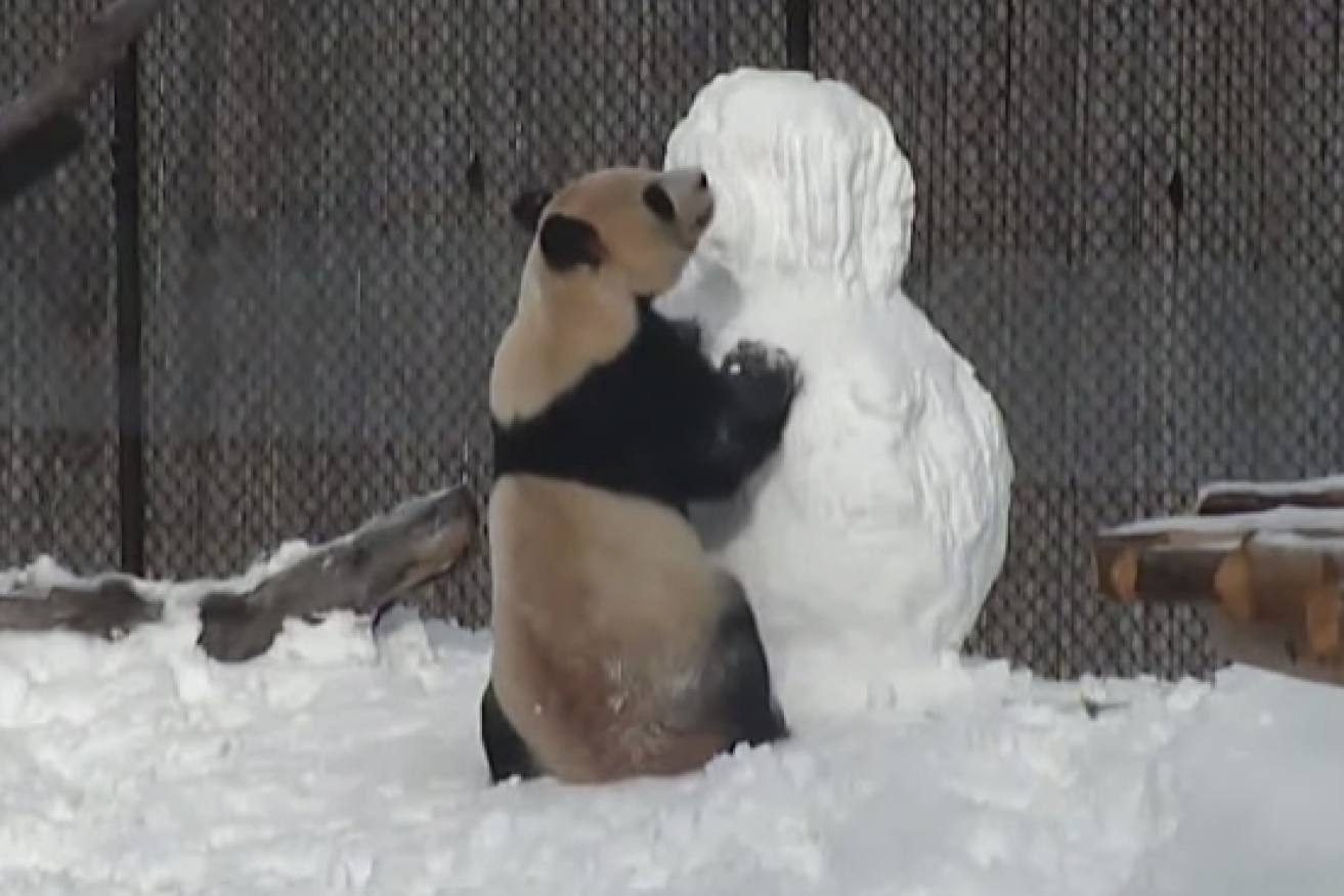 Toronto Zoo's giant panda Da Mao. 