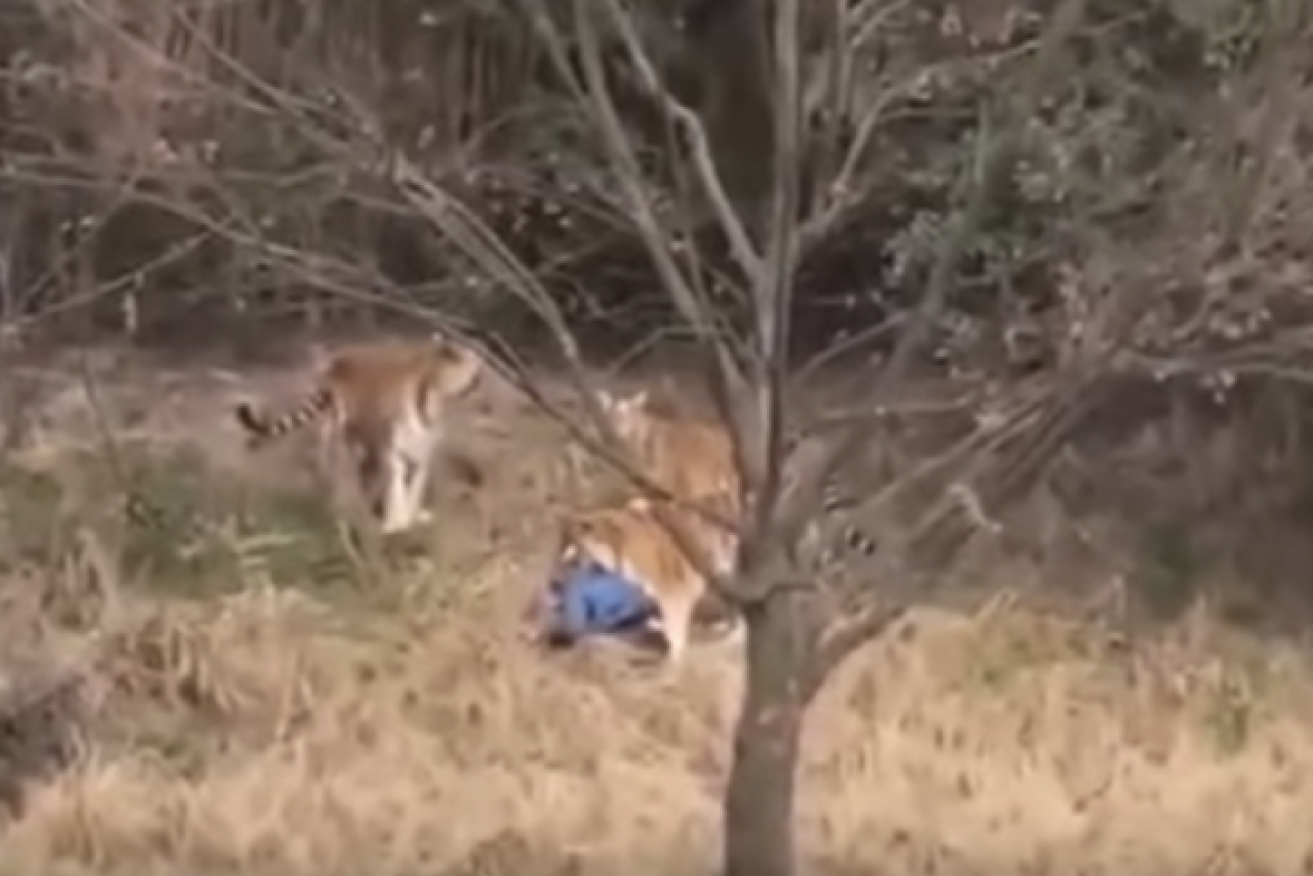 The tiger attack was filmed by zoo visitors and has been widely shared. 