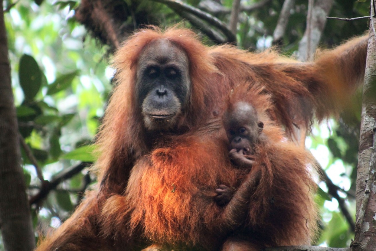 The immediate threats for the Tapanuli orangutans are hunting and fragmented forests. Photo: ANU/James Askew 