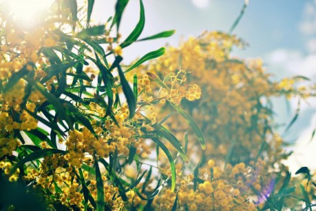 Wattle Day: A natural choice for Australia Day&#8217;s ideals of diversity and resilience
