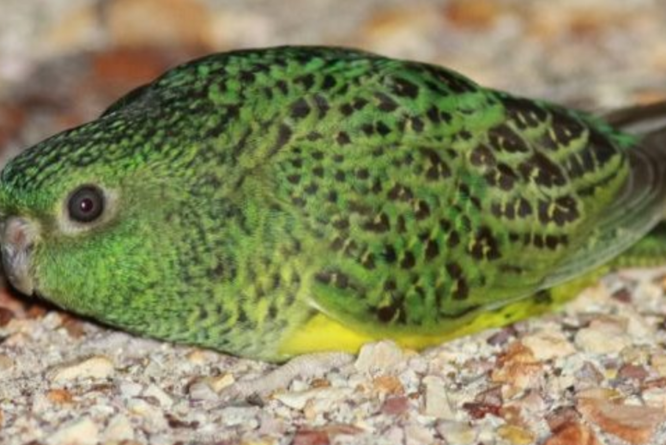 As cute as it is mysterious, the night parrot is clawing its way back from the brink of extinction.