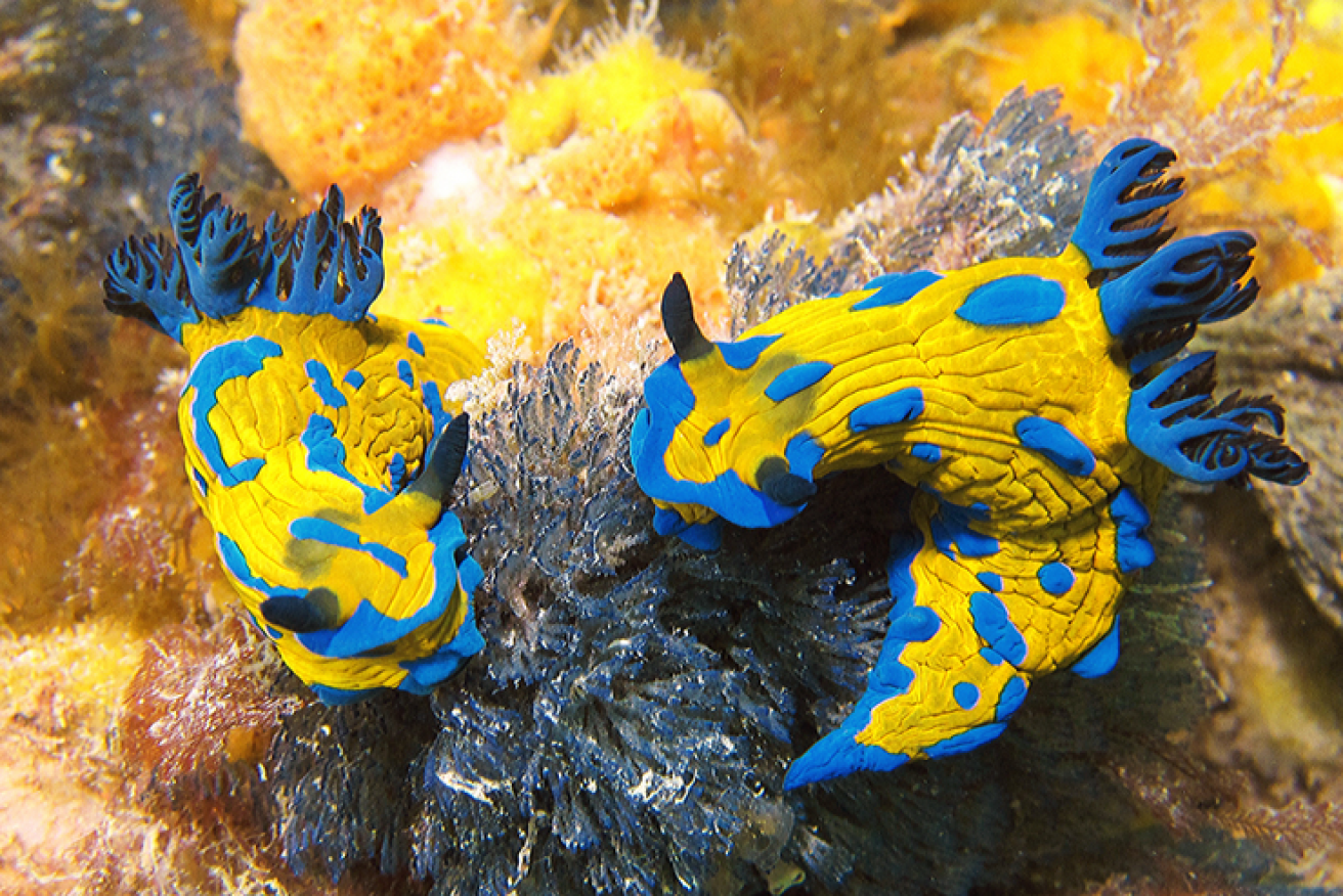 A pair of colourful sea slugs - Vercos Nudibranchs, to be precise - glow like gems on the seafloor. 