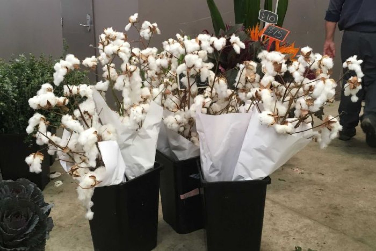 Bunches of cotton for sale in Sydney.