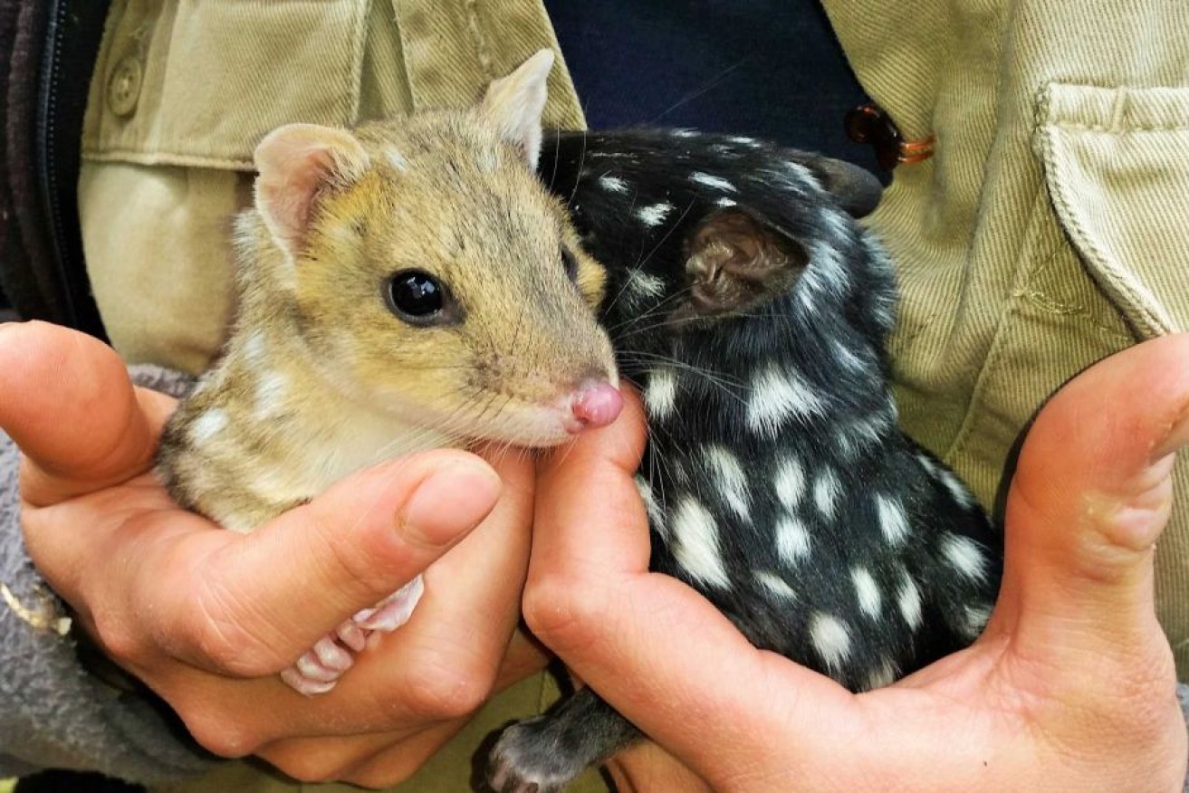 Breeding quolls from Tasmania have been reintroduced to the Australian mainland. 

