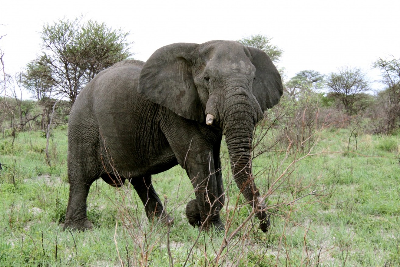 Most of the dead elephants in Botswana had their tusks removed.