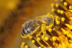 Bee industry warns of ‘devastation’ with mites