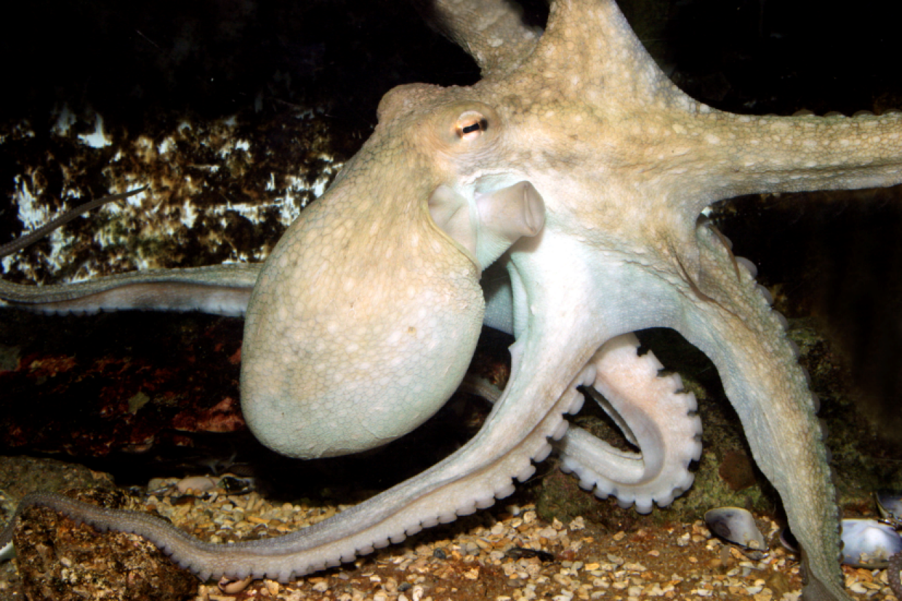 The tested octopuses became all touchy-feely. It is not known if they also enjoy techno and attending raves.