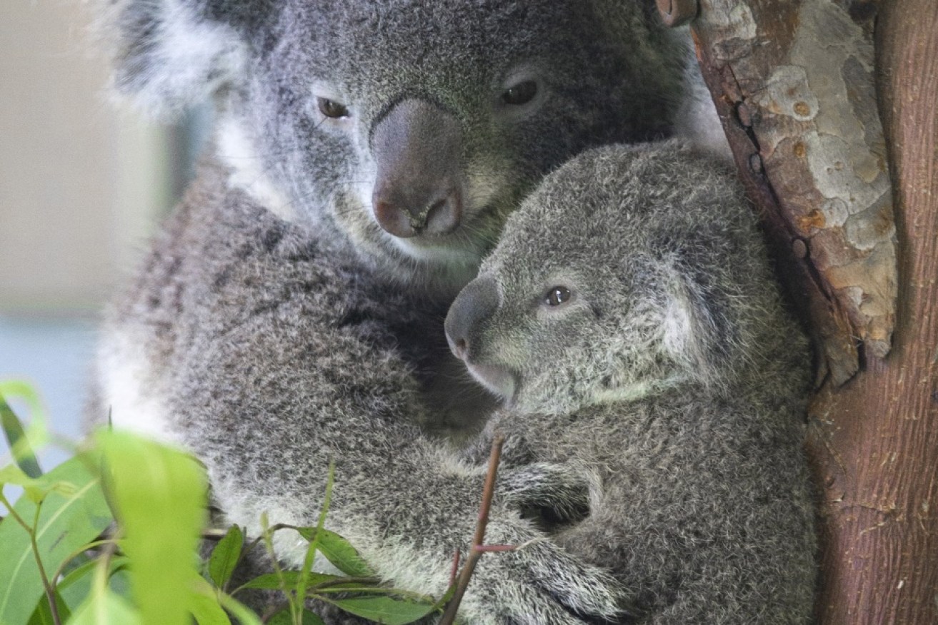 A mother's love can't keep this baby koala safe from climate change and habitat destruction.<i>Photo: Getty</i>