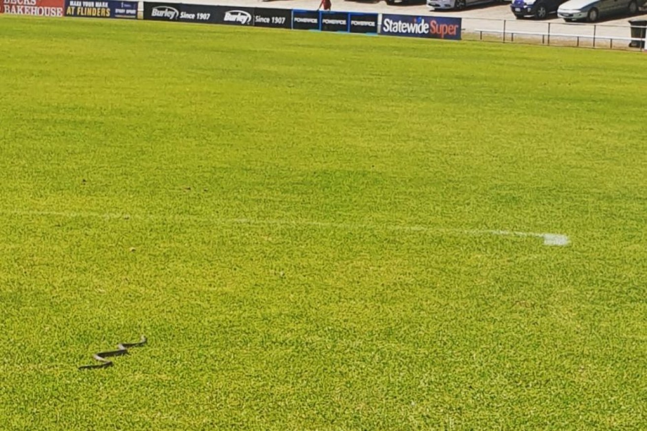 The snake at Noarlunga Oval was on the ground for a few minutes before being safely caught.

