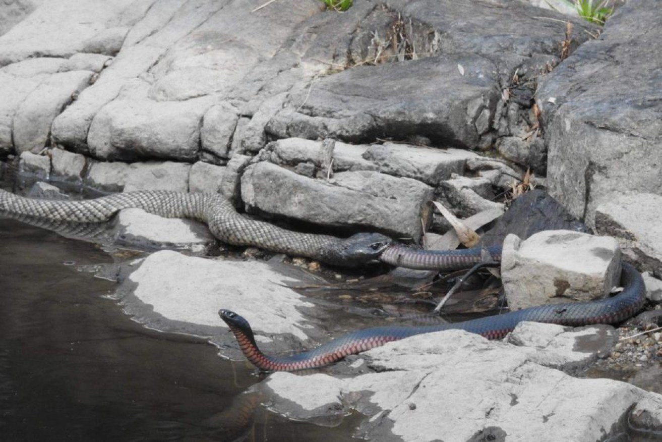 A spotted black snake hunts a red-bellied black snake at Ballandean.


