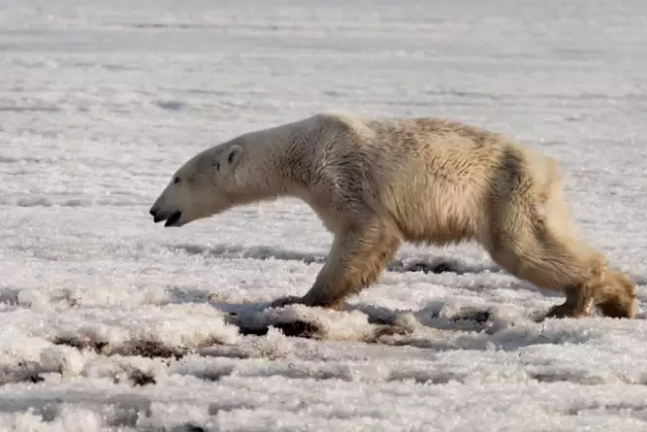 The polar bear is thought to have travelled up to 700 kilometres. 