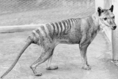 Mission to bring back Tasmanian tiger takes a star turn with Hemsworths’ investment