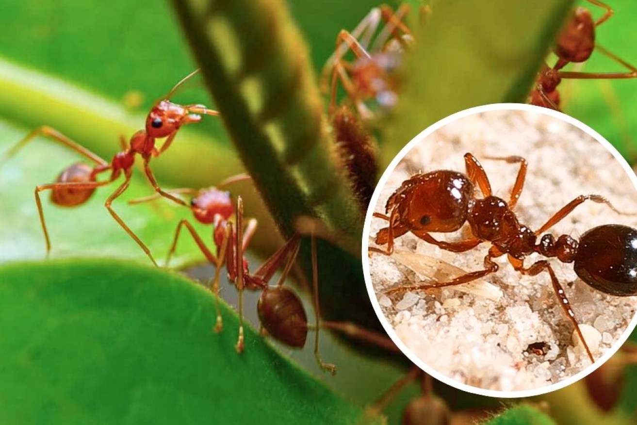 Fire ants are a destructive invasive species.