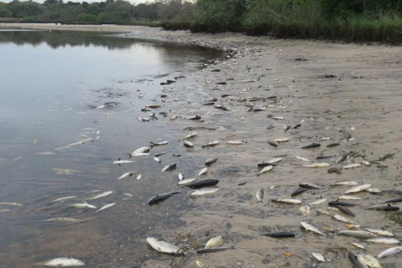 More than 12 tonnes of dead fish had to be buried.