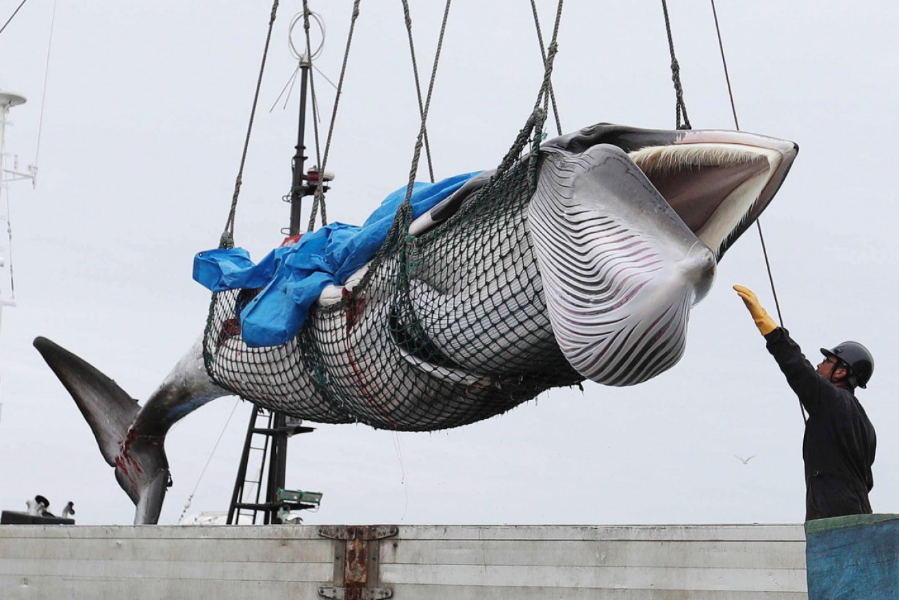 Japanese whalers have brought home their first official commercial catch in 31 years.