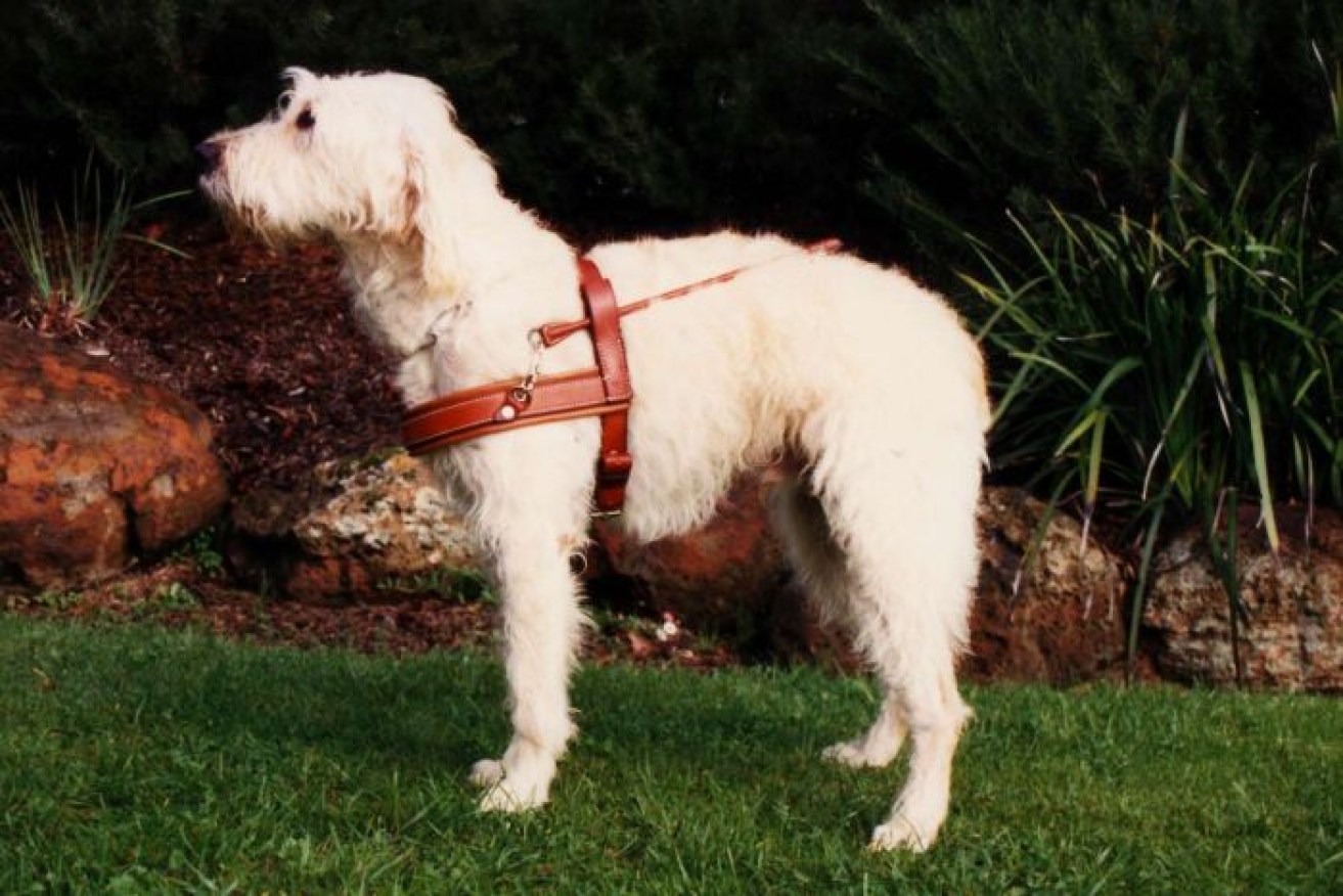 Born in 1989, Sultan was the first ever labradoodle, serving as a guide dog rather than a designer pet. <i>Photo: Photo: Guide Dogs Victoria </i>
