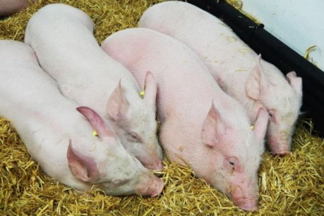 Race to develop vaccine as African swine fever kills estimated 200 million pigs