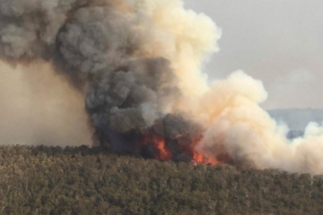 Charities urge big bushfire donors to focus on long-term funding