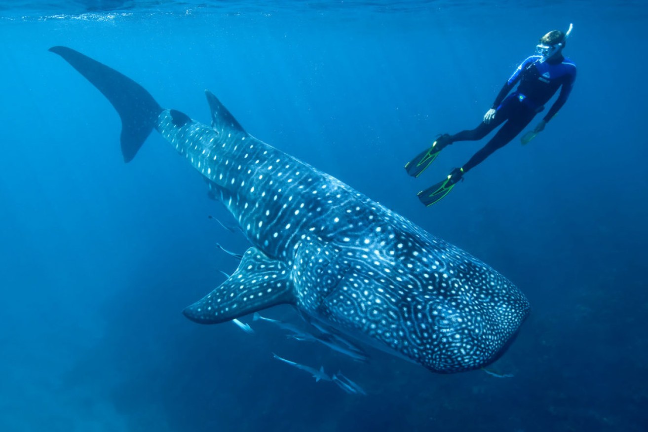 Researchers including Mark Meekan   (pictured) have used a surprising method to unlock a whale shark mystery. 
