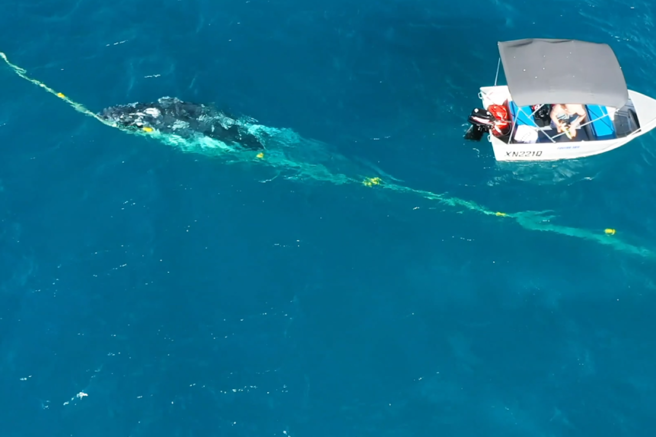 A 'hero' in a tinny managed to free a whale calf from shark nets.
