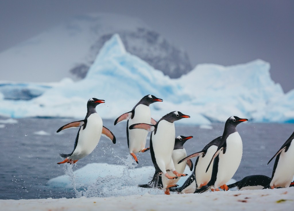 Gentoo penguins explode out of the ocean