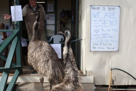 Emus banned from outback Queensland pub after bad behaviour