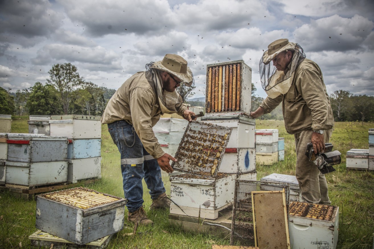 Australian honey producers could be hit with higher import tariffs into China.