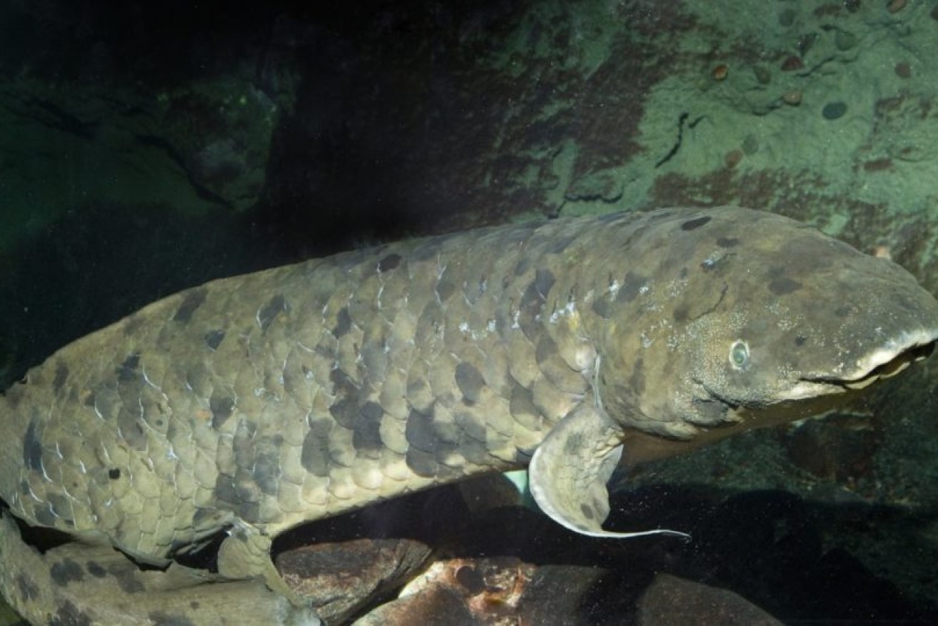 The Australian lungfish is often referred to as a 'living fossil'. 