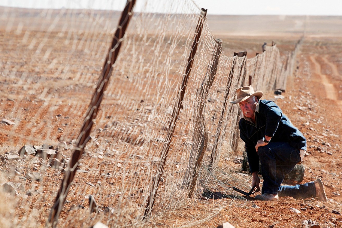 Jeff Boland works on the dingo fence north of Coober Pedy in July 2002. 