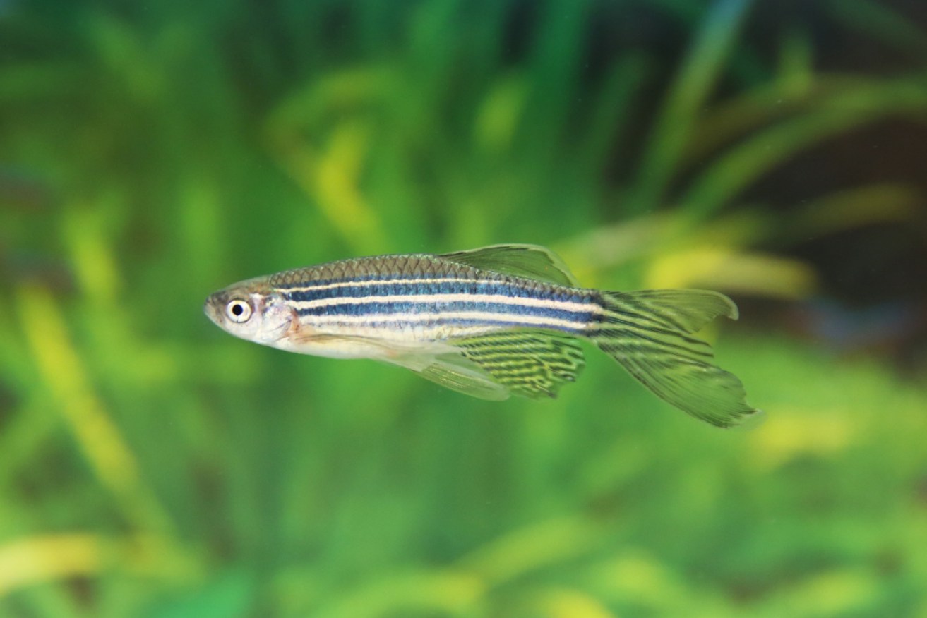 Zebrafish were known to grow back their injured hearts. New research has found the magic switch. 