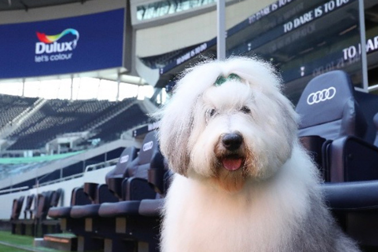 The Dulux dog at the sponsorship launch. He might not be invited back.
