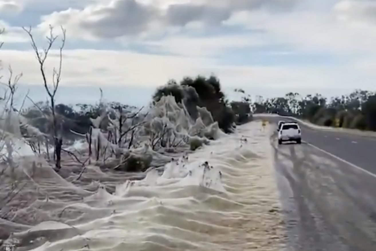 A flood-hit Victorian town has been blanketed with ethereal spider's webs. 