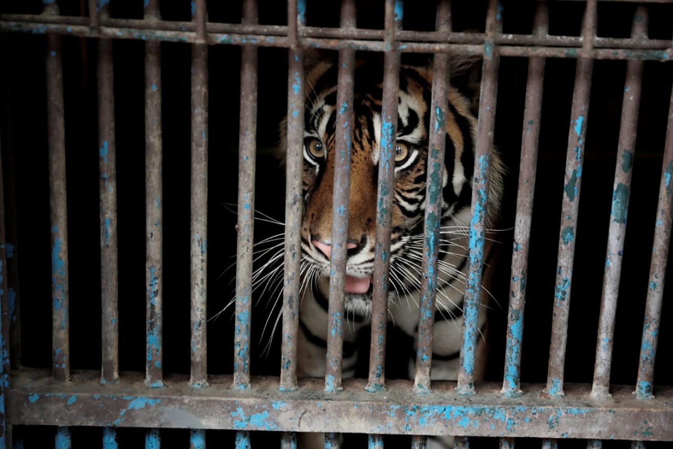 The tigers were treated with antibiotics, antihistamines, anti-inflammatory drugs and multivitamins.