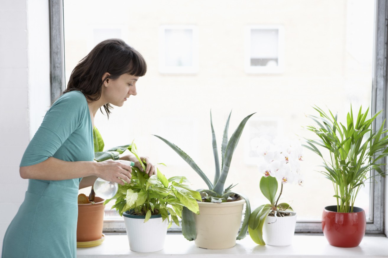 Consumer advocacy groups insist Australians can successfully refund dead plants, if they dare.