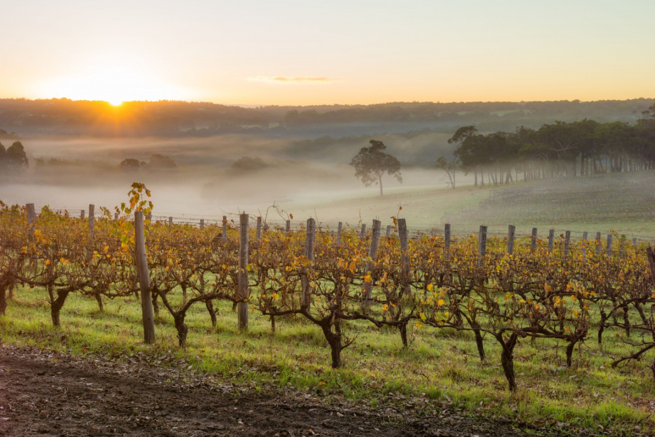 Australian wine production has dropped by 25 per cent since last year. 