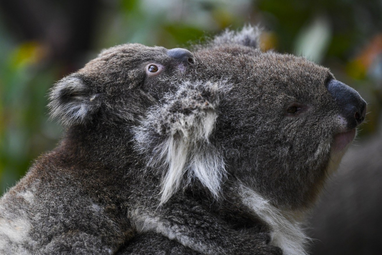 The NSW government plans to safeguard koala habitats while building 73,000 homes in western Sydney.