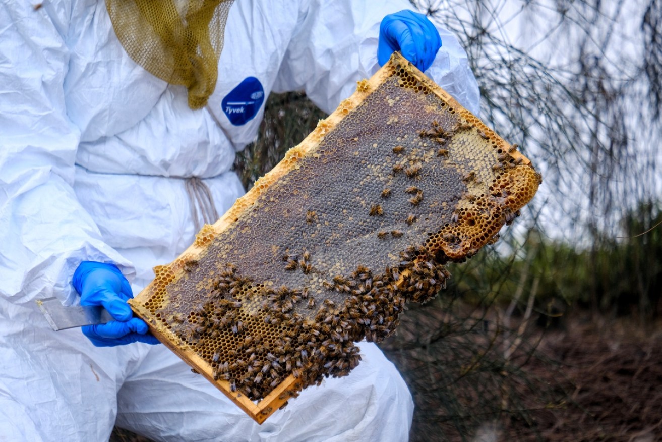 Hundreds of beehives are being destroyed as NSW tries to contain an outbreak of the varroa mite.
