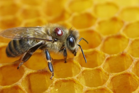 Queen bees saved from certain death as war on hive-destroying varroa mite widens