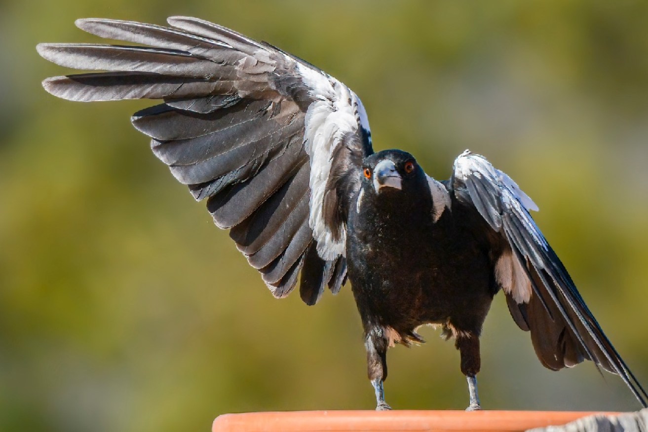 A playlist featuring high-pitched frequencies and loud, abrasive sounds just might do the trick to deter swooping magpies.